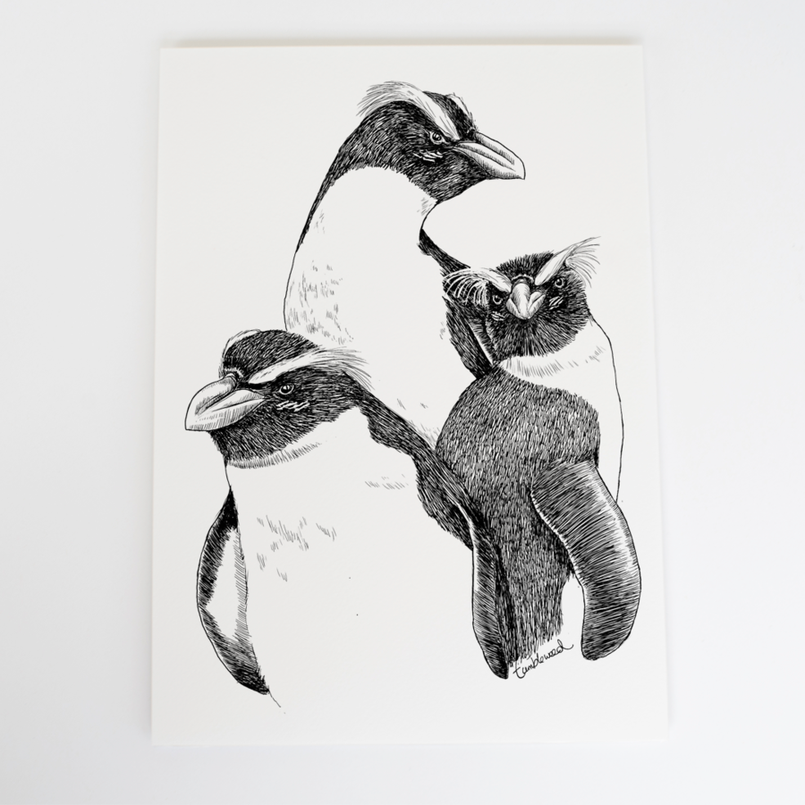 Fiordland crested penguin A4 Print